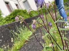 Aquilegia vulgaris
