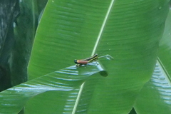 Meltripata antennata