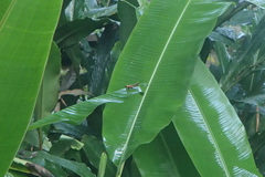 Meltripata antennata