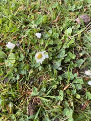 Bellis perennis