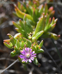 Delosperma versicolor
