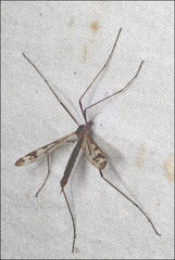 Paralimnophila