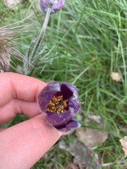 Pulsatilla vulgaris