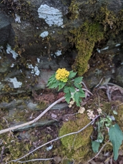 Thaspium barbinode