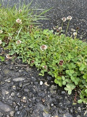 Trifolium repens