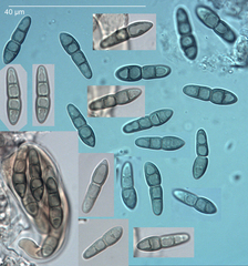 Leptosphaeria typhae