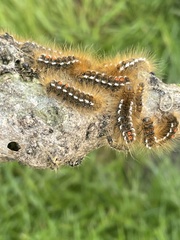 Euproctis chrysorrhoea