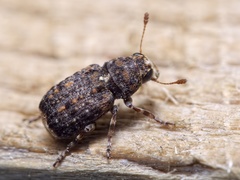 Dissoleucas niveirostris