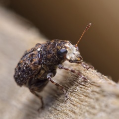 Dissoleucas niveirostris