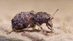Dissoleucas niveirostris