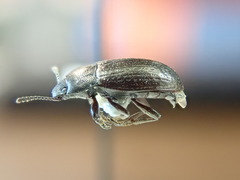 Blapstinus metallicus