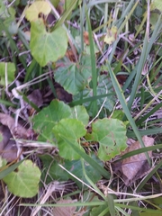 Magnoliopsida