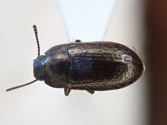 Blapstinus metallicus