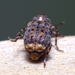 Dissoleucas niveirostris