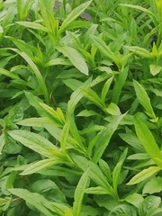 Lysimachia thyrsiflora