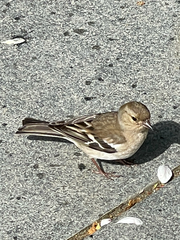 Fringilla coelebs