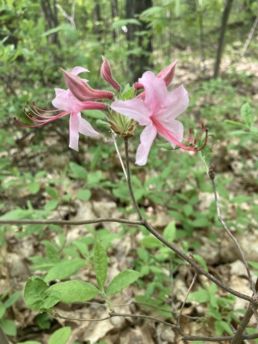 Rhododendron roseum
