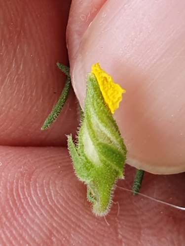 Fumana scoparia (Fumana scoparia)