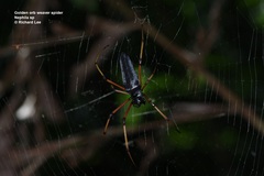 Nephila kuhli