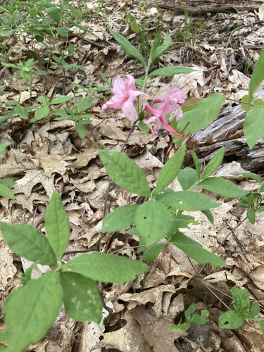 Rhododendron roseum