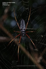 Nephila kuhli