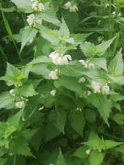 Lamium album