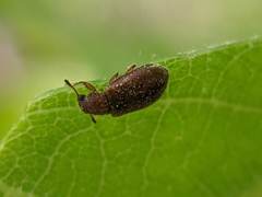 Paratenetus