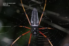 Nephila kuhli