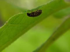 Paratenetus