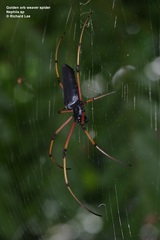 Nephila kuhli