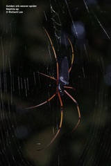 Nephila kuhli