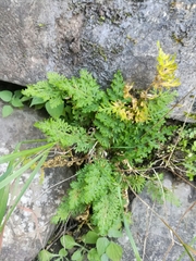 Selaginella pallescens