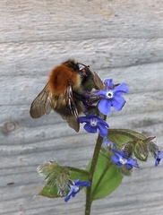 Bombus pascuorum
