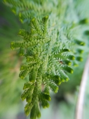 Selaginella pallescens
