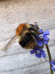 Bombus pascuorum
