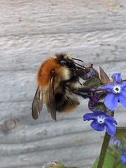 Bombus pascuorum