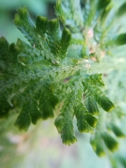 Selaginella pallescens