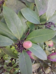 Magnoliopsida