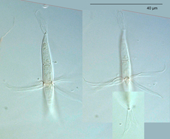 Corollospora angusta