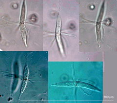Corollospora angusta