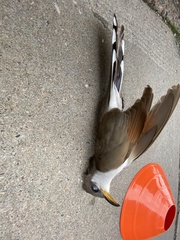 Coccyzus americanus