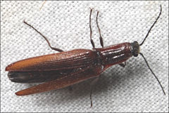 Paracrepidomenus filiformis