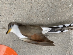 Coccyzus americanus