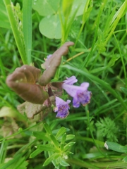 Glechoma hederacea
