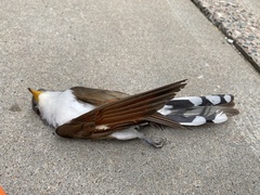 Coccyzus americanus
