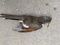 Coccyzus americanus