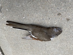 Coccyzus americanus