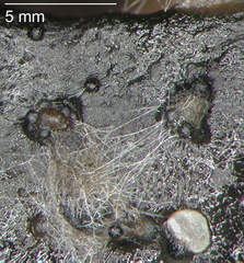 Corollospora angusta
