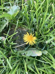 Taraxacum officinale