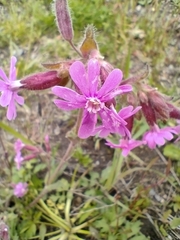 Silene dioica